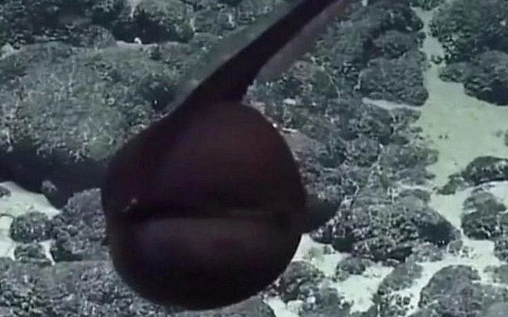 Το σπάνιο χέλι που κατέγραψε κάμερα στα βάθη της θάλασσας (βίντεο)